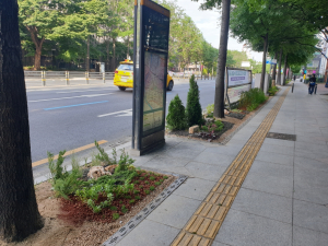 대구 중구, 국채보상로에 가로수 생육환경 개선공사
