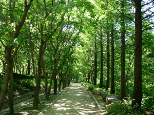 바다 조망 경북도수목원, 올 여름 피서지 ‘안성맞춤’