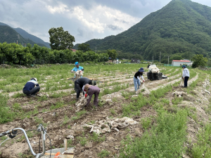 영덕 달산면, 메마리 농가 일손돕기 봉사