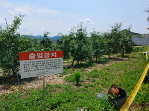 경북도농업기술원, 안동 사과 과수원서 올해 첫 화상병 발생
