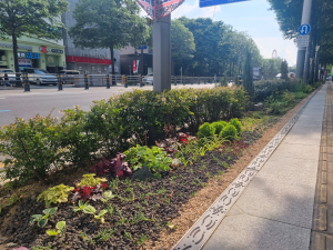 대구 중구, 가로변 정원형 화단 설치