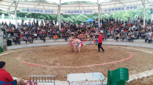 경산서 대학씨름 최강자 가린다