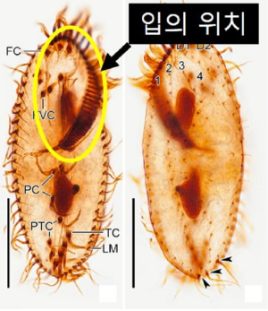 생존 위해 동족 잡아먹는 ‘섬모충’ 발견