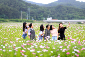 울진군 평해읍, 생태하천 코스모스 경관 조성