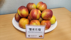 경북도농업기술원, 천도복숭아 ‘옐로드림’ 현장 평가회