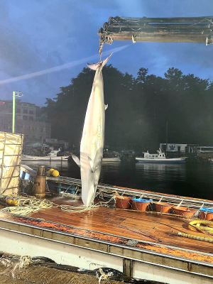 동해 해상서 541kg 밍크고래 잡혔다