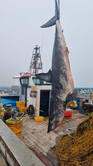 포항앞바다서도 3m 청상아리 사체 혼획