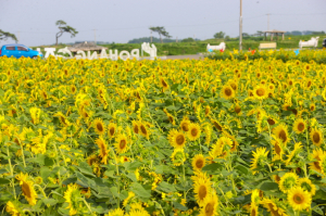 ‘포항 경관 농업’ 볼거리ㆍ소득 모두 잡는다