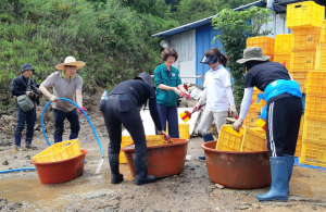 농촌진흥기관, 영주지역 수해 복구 일손돕기 구슬땀