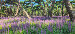 <포토>경주 황성공원 맥문동 보랏빛 물결