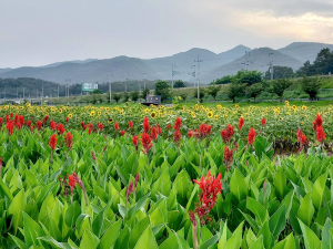 경산 하양자연경관농업단지 꽃길 조성