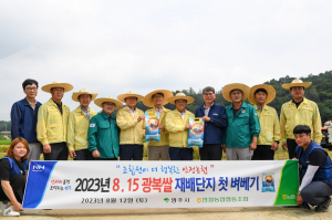 영주시, ‘8ㆍ15 광복쌀’ 올해 첫 벼베기