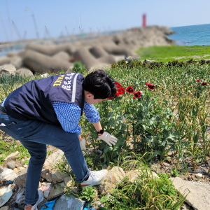 포항해경, 대마·양귀비 밀경사범 집중단속 21명 검거