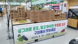구미시, 다양한 포도 재배 추진