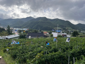 영양군 일월면, 지역 공헌 위한 농촌일손돕기