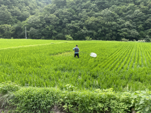 영덕군, 혹명나방·흰등멸구 확산에 적기 방제 당부