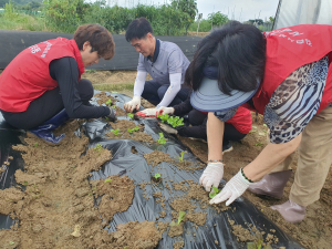 김천시 율곡동, ‘나누면 행복한 텃밭’ 하반기 경작 시작