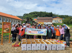 의성군보건소, 치매보듬마을 고구마 수확