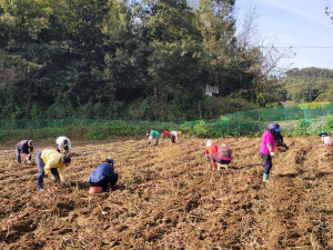 상주 외남면 새마을지도자회, 사랑의 고구마 수확