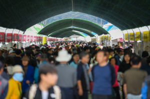 영주 풍기인삼축제 인기몰이…사흘 황금연휴 14만 명 발길