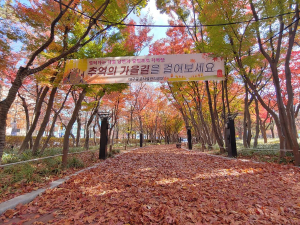 알록달록 단풍으로 물든 ‘추억의 가을길’