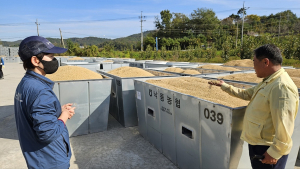 상주낙동농협, 2023년산 산물벼 자체수매 실시