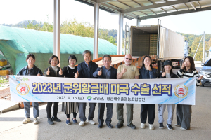 군위군 황금배 50여 톤 미국 수출길 올라