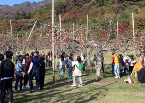 문경사과축제 성황리 폐막
