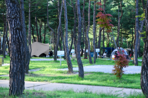 영주시, 아이와 함께하는 캠핑 페스티벌 개최