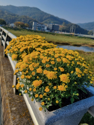 군위군 효령면 중구교 꽃길 조성
