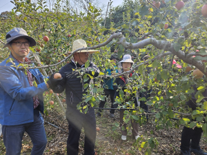 경북도 농축산유통국, 상주 사과농가 일손 돕기