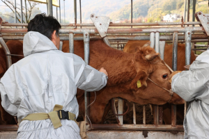 상주시, 축산농가 럼피스킨병 긴급 백신접종