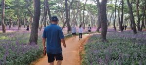 경주 황성공원 ‘천년맨발길’ 방문객 북적