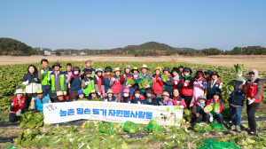 울진군, 배추 뽑고 농가 근심 덜고…일손돕기 동참