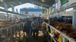 구미시, 럼피스킨으로 폐쇄한 선산 가축시장 재개장