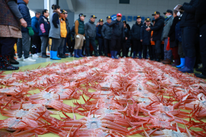 ‘울진 대게’ 첫 위판…죽변항 활기 넘친다