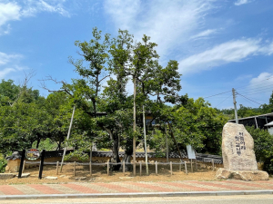 상주 ‘하늘 아래 첫 감나무’ 학술적 가치↑