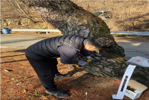 칠곡군, 소나무재선충병 예방사업 실시