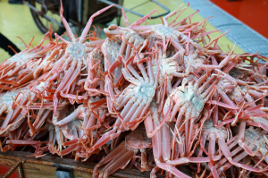 <포토>제철 맞은  울진 대게…죽변항 활기