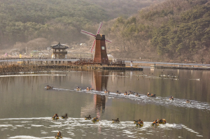 <포토> 올해도 송해공원 찾아온 ‘원앙’