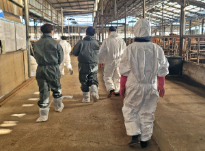경주 21개 천년한우 농장, 신규 ‘HACCP 인증’ 획득