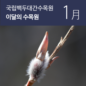 한수정, 1월의 대표 식물 ‘갯버들’ 공개