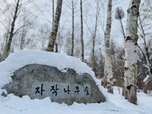 <포토>국립김천치유의숲 자작나무숲 설경