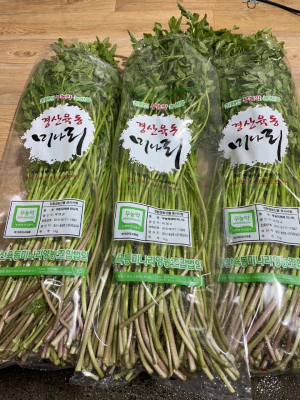 경산 명품 ‘육동 미나리’ 출하