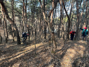 예천군, 소나무재선충병 방제사업