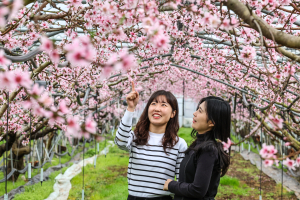 청도에 봄한파 속 복사꽃 활짝