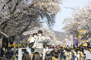 벚꽃으로 물드는 안동, 풍성한 봄축제 연다