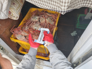 울진해경, 대게 불법포획 단속