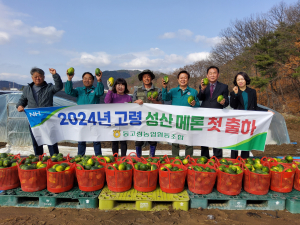 고령, 성산멜론 첫 출하