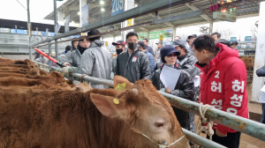 허성우 “선산한우경매시장, 전국최대 규모 확장”